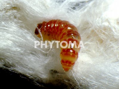 Larva gusano rosado Algodón